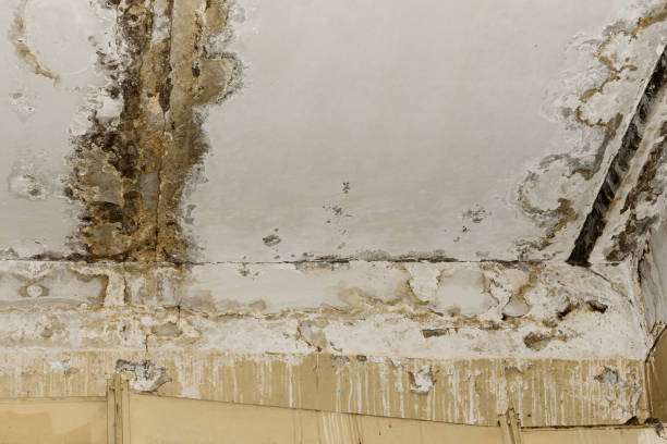 Mold Remediation for Rental Properties in Mountainhome, PA