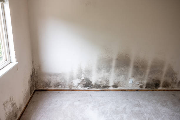 Best Water Damage & Mold Remediation  in Mountainhome, PA